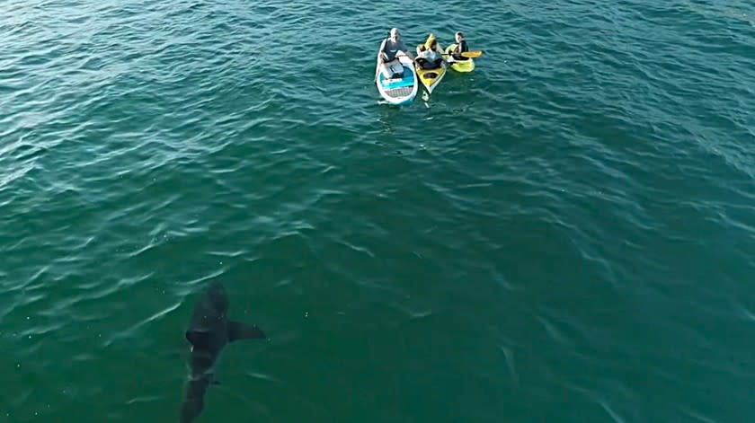 Photographer Carlos Gauna captured this drone image of a shark swimming near people on floatation devices off the California coast.