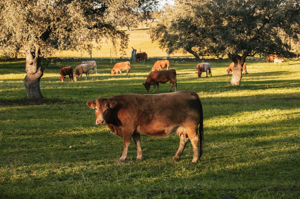 <a href="https://www.shutterstock.com/es/image-photo/brown-cows-pasturing-middle-beautiful-meadow-2414290423" rel="nofollow noopener" target="_blank" data-ylk="slk:David MG / Wikimedia Commons;elm:context_link;itc:0;sec:content-canvas" class="link ">David MG / Wikimedia Commons</a>