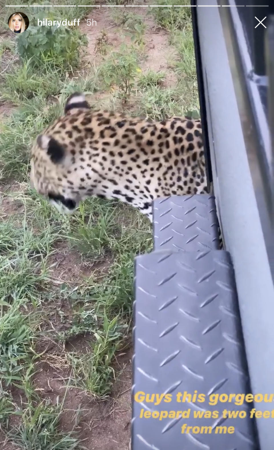 Hilary Duff filmed a sneaky leopard on her honeymoon. (Hilary Duff/Instagram)