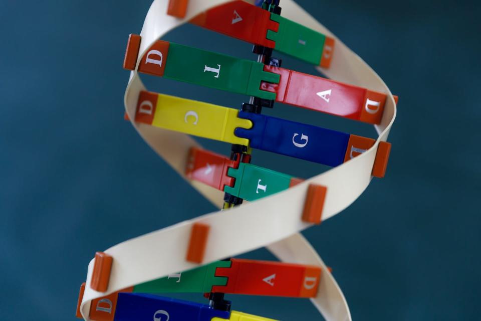 Each rung on the DNA ‘ladder’ is made up of pairs of four base nucleotides: adenine (A), cytosine (C), guanine (G) and thymine (T). <a href="https://www.gettyimages.com/detail/photo/modell-doppelhelix-royalty-free-image/925631442?phrase=double+helix+dna&adppopup=true" rel="nofollow noopener" target="_blank" data-ylk="slk:Martin Steinthaler/Moment via Getty Images;elm:context_link;itc:0;sec:content-canvas" class="link ">Martin Steinthaler/Moment via Getty Images</a>