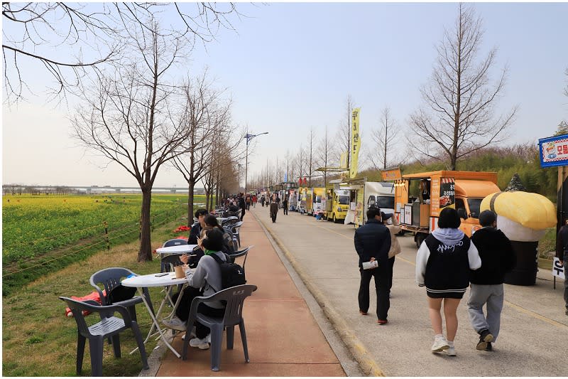 韓國釜山｜大渚生態公園30浬櫻花路、洛東江金黃油菜花