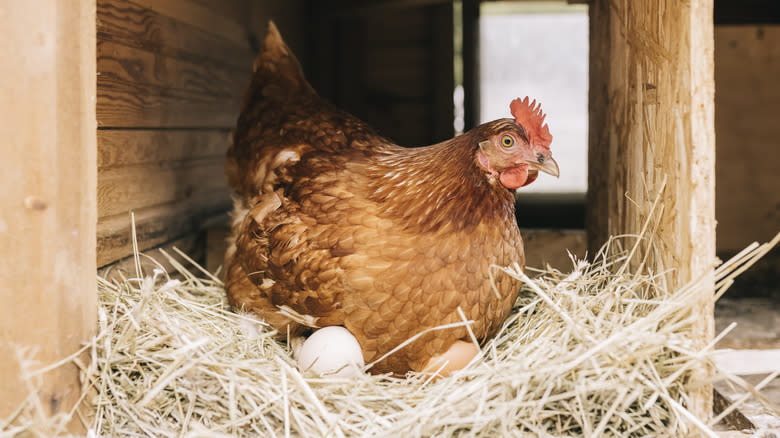 Chicken sitting on eggs