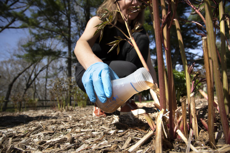 University of Michigan civil and environmental engineering professor Krista Wigginton applies human urine derived fertilizer to beds of peonies at Nichols Arboretum in Ann Arbor on Monday, May 9, 2022. The "pee-cycling" effort is part of University of Michigan research that promotes human urine-based fertilizer as beneficial to the plants and to the environment. (Marcin Szczepanski/Lead Multimedia Storyteller, Michigan Engineering via AP)