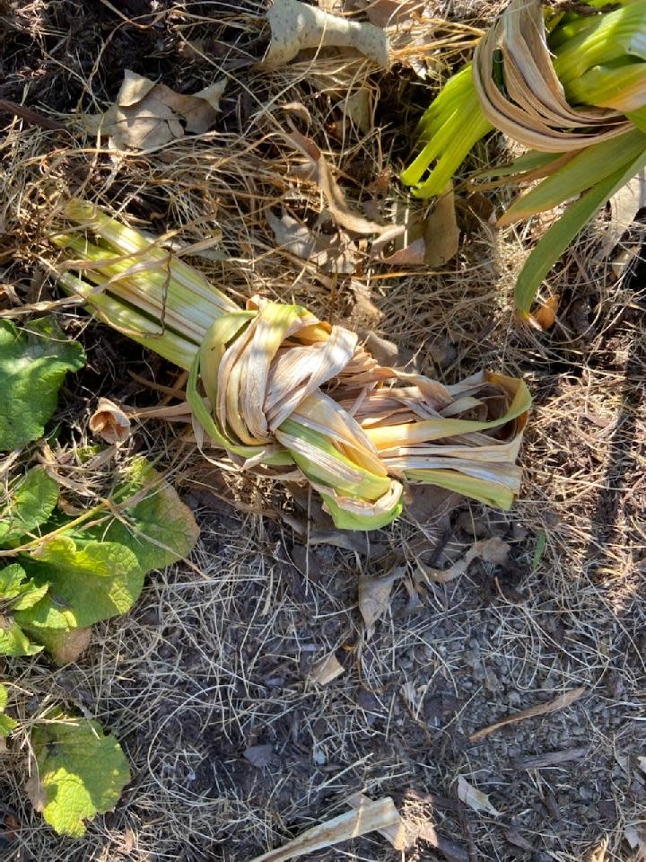 The task of tying daffodil foliages into knots got behind in May when Mary Lee was called into action at her daughter's home for a few weeks.