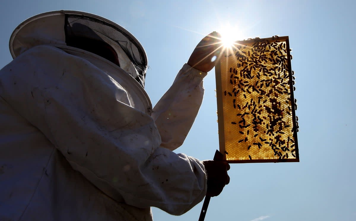 Beekeeper installs a new bee hive on an urban rooftop garden in Islington on July 1, 2009 in London, England (Getty Images)
