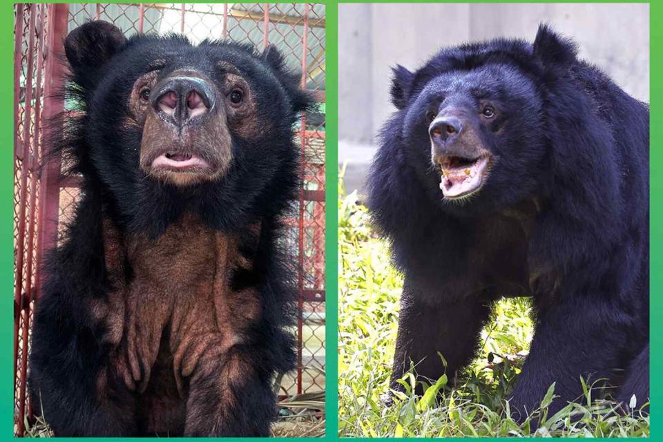 <p>Nezahat Sevim/Animals Asia</p> Dawn the moon bear shortly after her rescue in Feb. 2023 (left) and Dawn a year after moving into an Animals Asia sanctuary in Vietnam