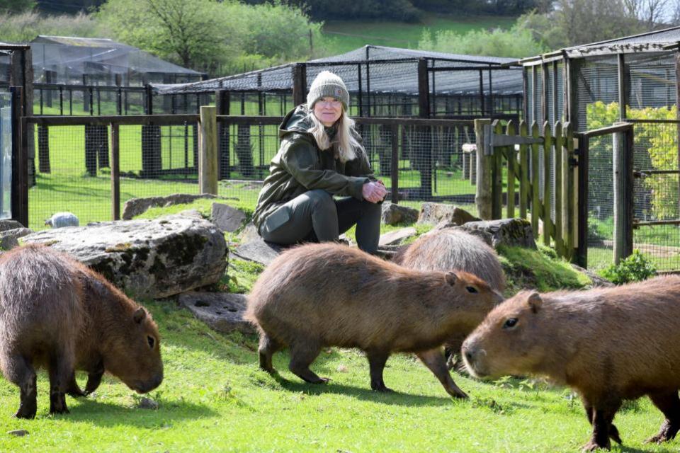 Hereford Times: Lindsay McKenna with capybaras at Wildside Exotic Rescue
