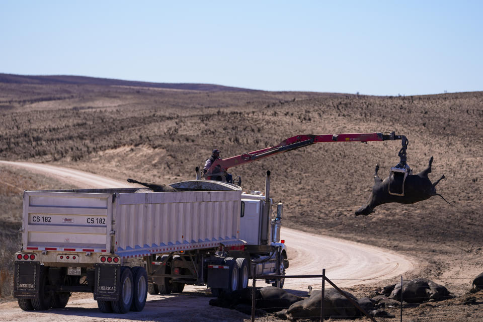 A cow killed by the Smokehouse Creek Fire is loaded onto a dump truck as the cleanup process begins, Friday, March 1, 2024, in Skellytown, Texas. The wildfire, which started Monday, has left behind a charred landscape of scorched prairie, dead cattle and burned-out homes in the Texas Panhandle. (AP Photo/Julio Cortez)