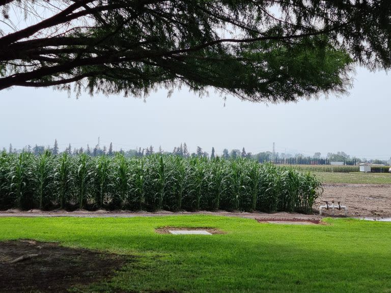 Una parcela experimental de maíz en las instalaciones del CIMMYT en Texcoco, El Batán, México