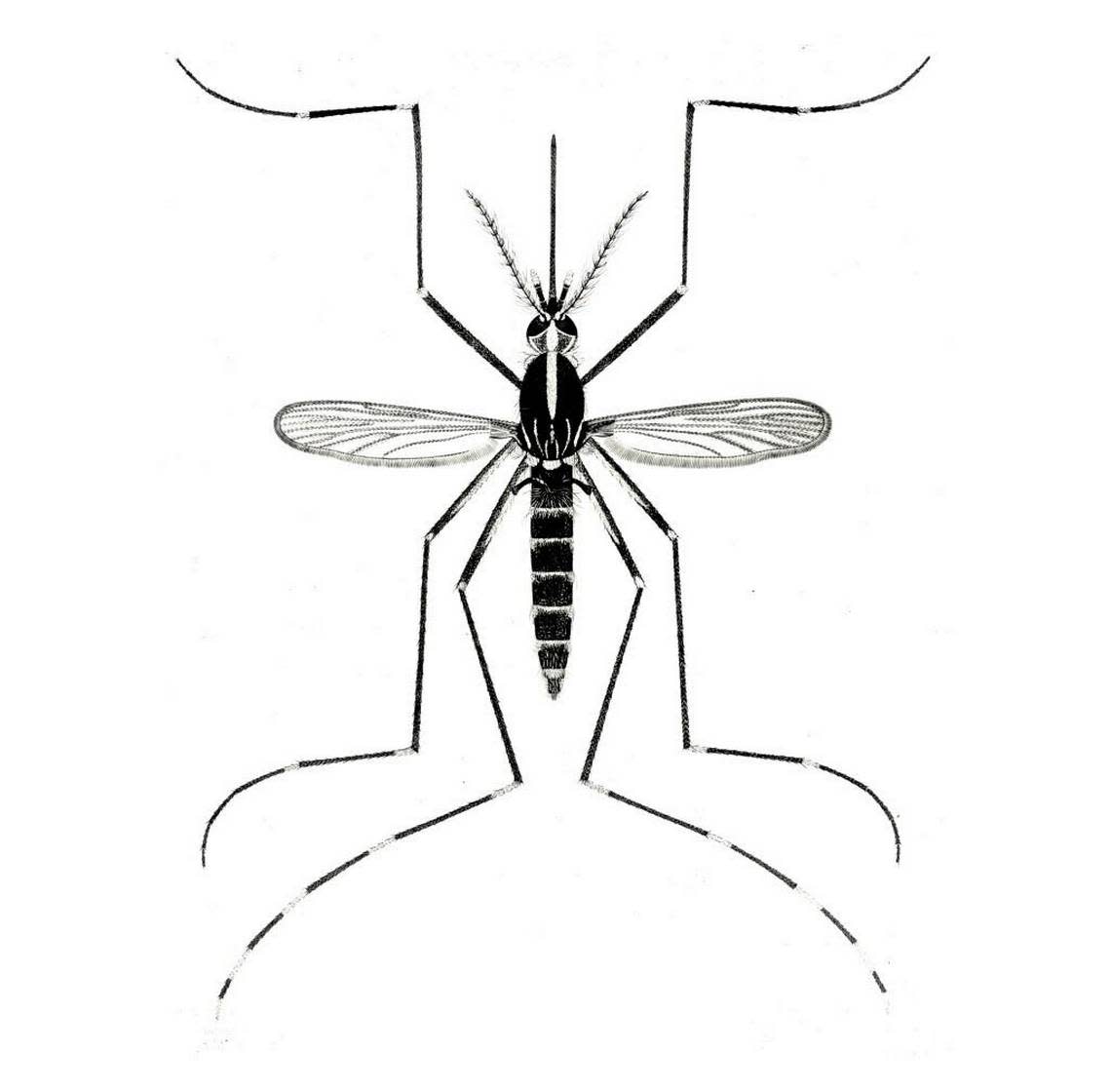 Aedes albopictus: The Asian tiger mosquito. VICHAI MALIKUL/Department of Entomology/Smithsonian Institution via The New York Times