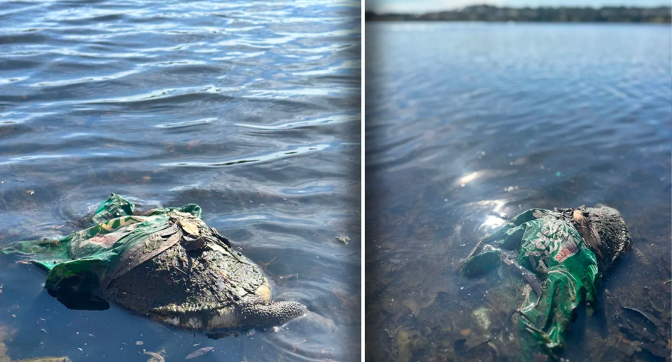 Two images of the turtle dead in the plastic wrapper.