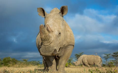 A Southern White Rhinoceros is likely to act as a surrogate - Credit: Barcroft Media