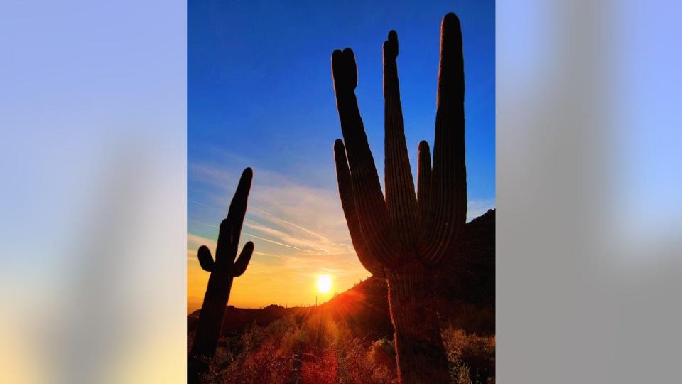 <div>The magnificent glow of the sun shines behind a couple saguaros in Gold Canyon. Thanks to Stephanie Wiltz for sending this photo!</div>