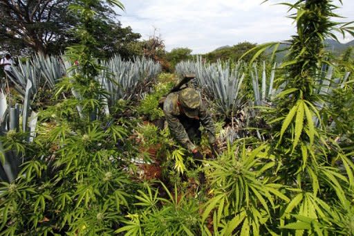 Según el informe 2012 de la Oficina de la ONU contra la Droga y el Delito (UNODC), Centroamérica, que sufrió décadas de cruentas guerras civiles, es hoy la zona sin conflicto bélico más violenta del mundo, producto del narcotráfico en alianza con las pandillas. (AFP | Héctor Guerrero)