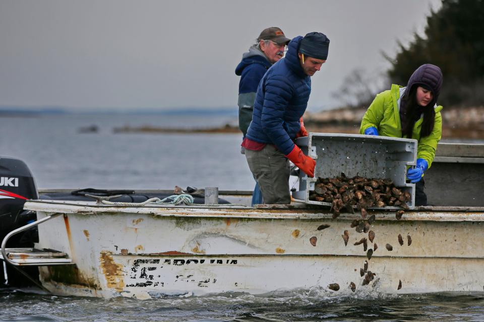 Steve Kirk and Amanda Cutler of The Nature Conservancy, dump some of the ten thousand oysters in Nasketucket Bay on a one-acre oyster restoration site. The oysters are from two oyster farms in Fairhaven, both of which are participating in the second round of The Nature Conservancy and Pew Charitable Trust Supporting Oyster Aquaculture and Restoration (SOAR) program.