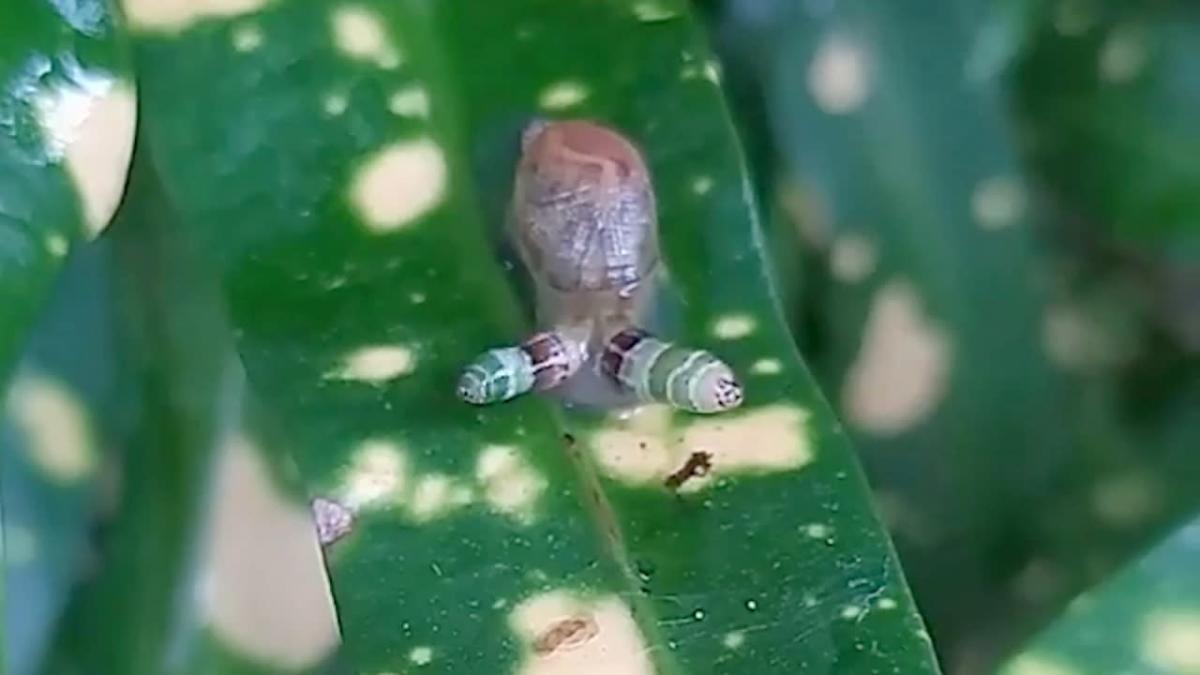 Un homme découvre un effrayant escargot “zombie” dans son jardin