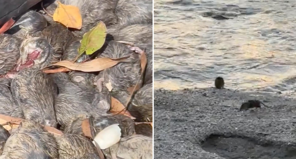 Dead rats at a Krumba boat ramp and live rats running along the sand on a beach. 