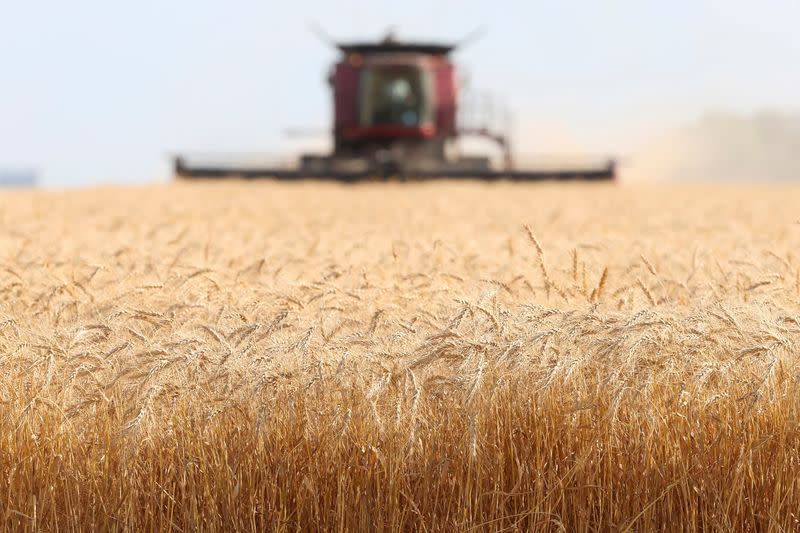 FILE PHOTO: Wheat is harvested on a farm near Beausejour