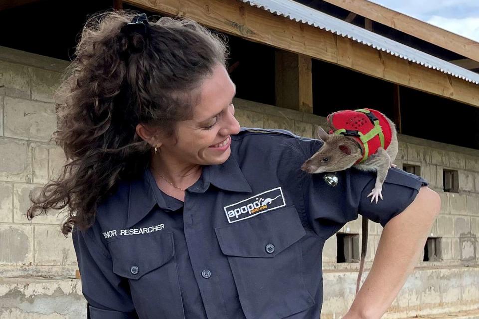 Dr Donna Kean with Jo the rat. Rats are being trained to be sent into earthquake debris wearing tiny backpacks - so rescue teams can talk to survivors.