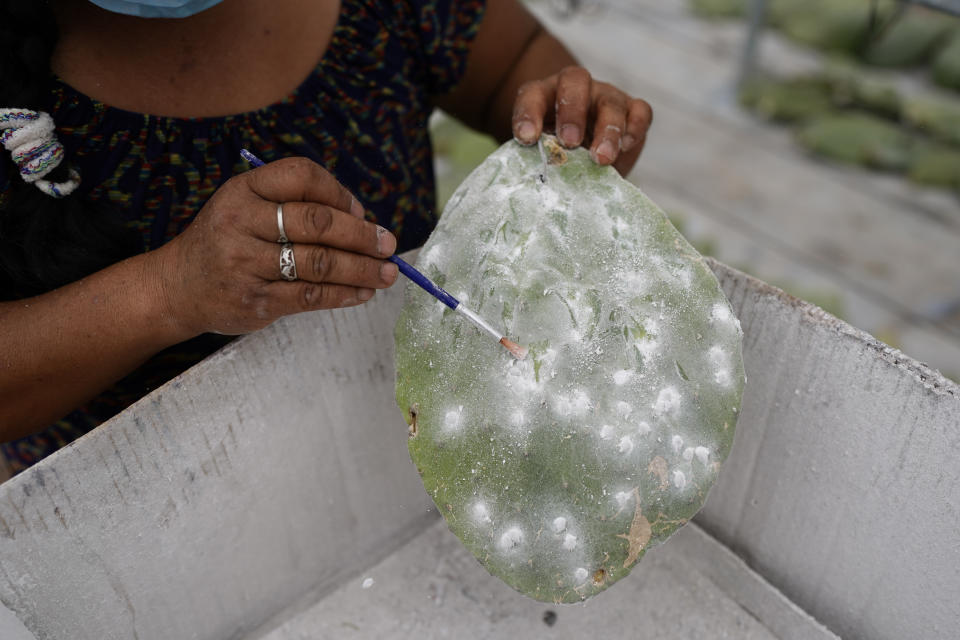 Arcelia García retira las cochinillas, Dactylopius coccus, de las hojas de nopal en el invernadero de su familia en San Francisco Tepeyacac, al este de la Ciudad de México, el 24 de agosto de 2023. La familia preserva la antigua técnica para obtener el tinte, un pigmento natural de color rojo intenso que procede de los cuerpos triturados de las pequeñas hembras del insecto, que contienen ácido carmínico. (AP Foto/Eduardo Verdugo)