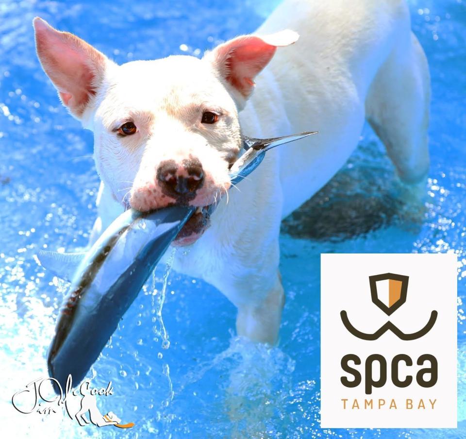 Casper is a fun-loving, high-energy 2-year-old doggie.  Find out more from the <a href="https://www.facebook.com/SPCATampaBay/?fref=ts">SPCA Tampa Bay</a>. Here's <a href="http://spcatampabay.org/pet-details/?id=29410144&species=1" target="_blank">Casper's adoption listing</a>.