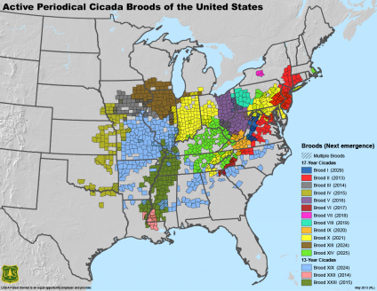 A map of active periodical cicada broods in the U.S. (USDA)