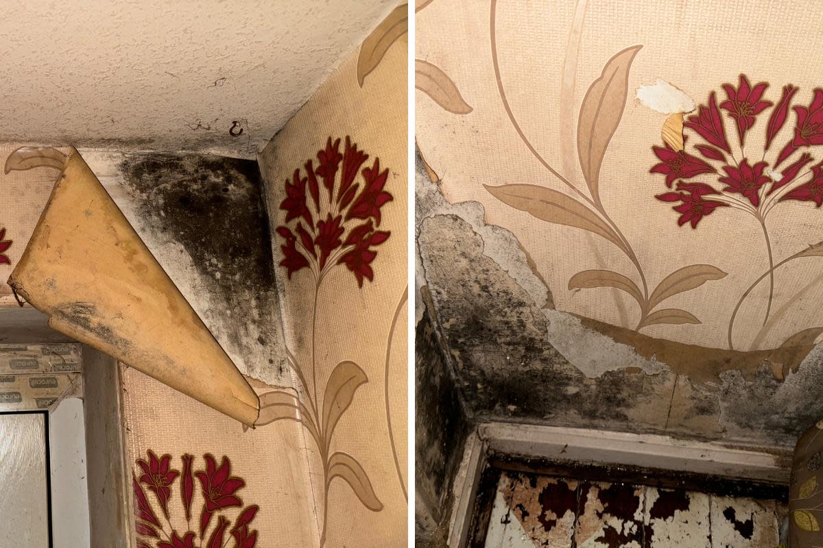 Jane Walker claims mould has been building up in her home for more than 14 years <i>(Image: Harry Booth)</i>