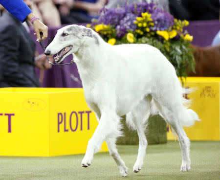 are borzoi noisy