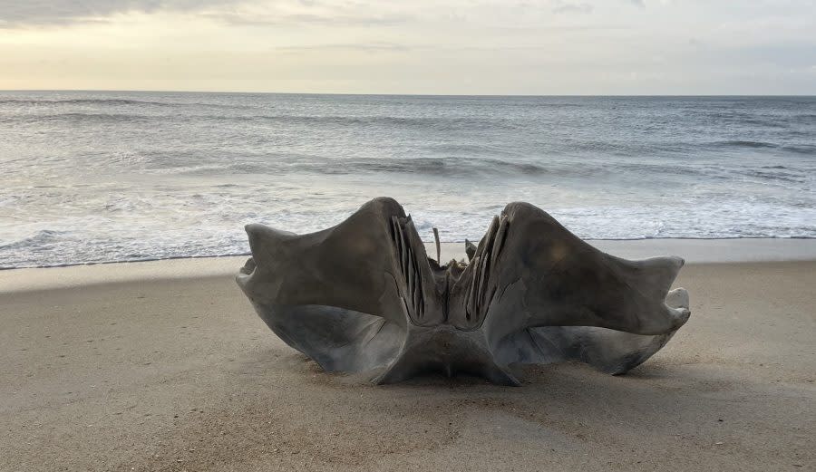 A large portion of a humpback whale’s skull washes ashore on Cape Hatteras Island. (Courtesy E. Dlutkowski via the National Park Service)