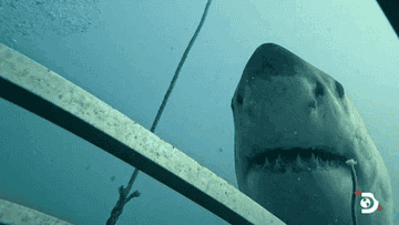 A large shark approaches an underwater metal cage, viewed from inside the cage, with the Discovery channel logo in the bottom right corner