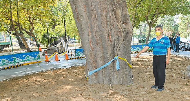 台灣森林城市協會理事楊吉壽希望高雄市政府能善待老樹，此樹編號「左營002」，樹圍約5公尺20公分，是高雄市列管特定紀念樹木。（林瑞益攝）