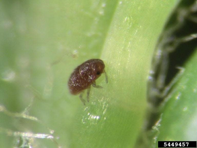 The hemlock woolly adelgid may be tiny, but it does a number on hemlock trees, which play a role in the health of Canandaigua Lake.