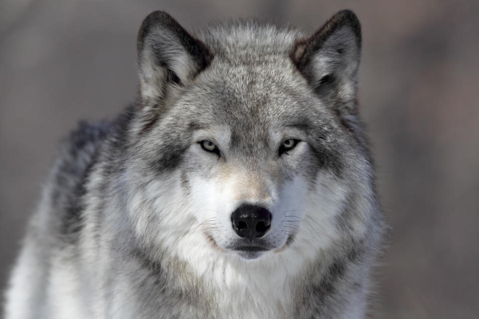 Closeup of a Grey Wolf in Parc Omega, Quebec.