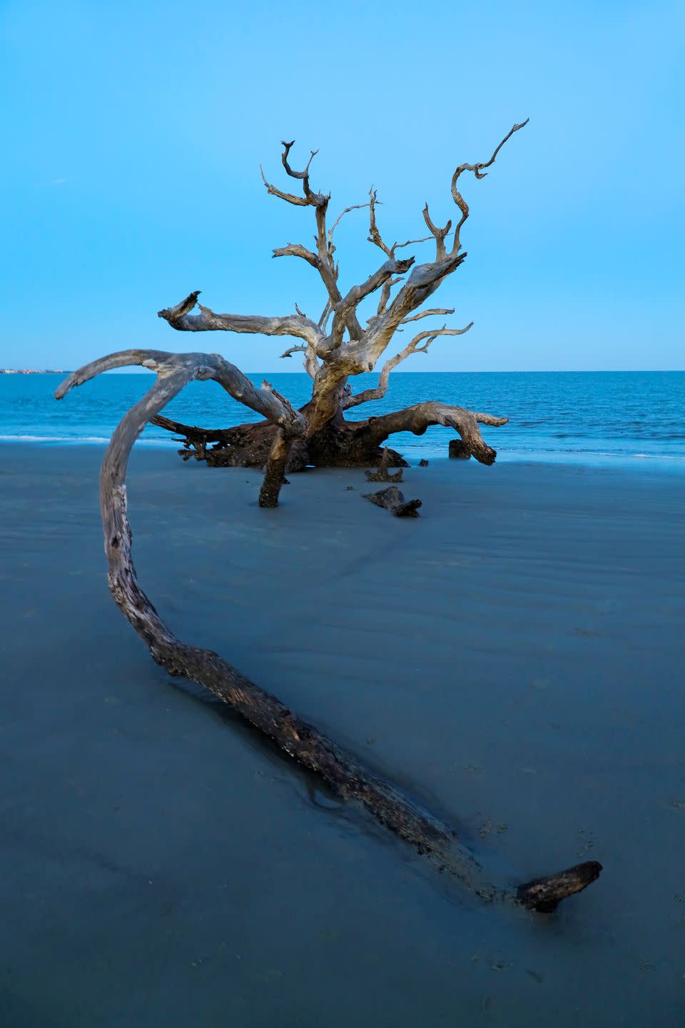 driftwood from fallen trees at beach