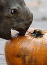 <p>A newly born eastern black rhino eats a pumpkin in its enclosure at the zoo in Dvur Kralove, Czech Republic, Wednesday, Oct. 25, 2017. (Photo: Petr David Josek/AP) </p>