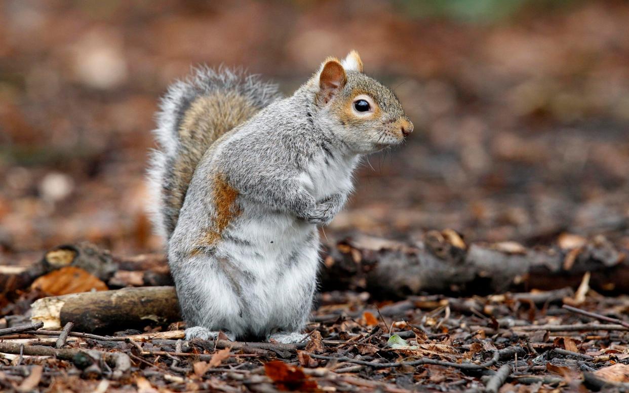 Researchers said that grey squirrels could have taken over from native red squirrels in the UK due to their problem-solving powers - PA