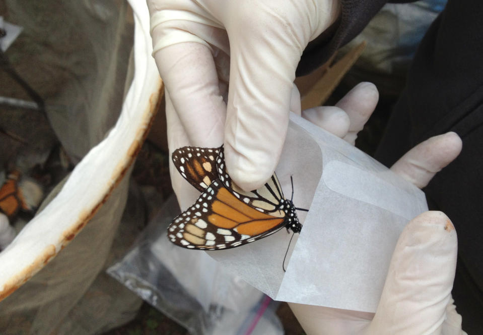 In this Feb. 15, 2013 photo, a scientist collects a Monarch butterfly to be tested for the ophryocystis elektroscirrha parasite that inhibits their flight, at El Capulin reserve, near Zitacuaro, Mexico. (AP Photo/Marjorie Miller)