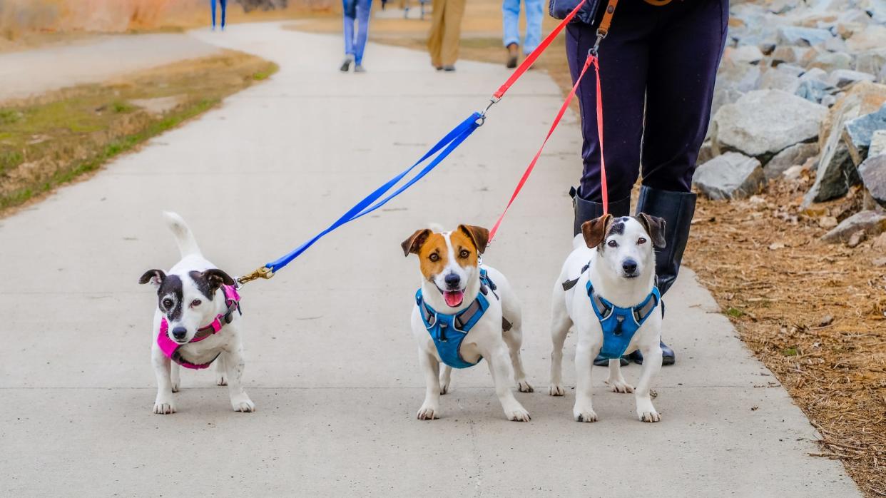 Amazon Prime Day 2020: These are the best deals for cats and dogs for Prime Day