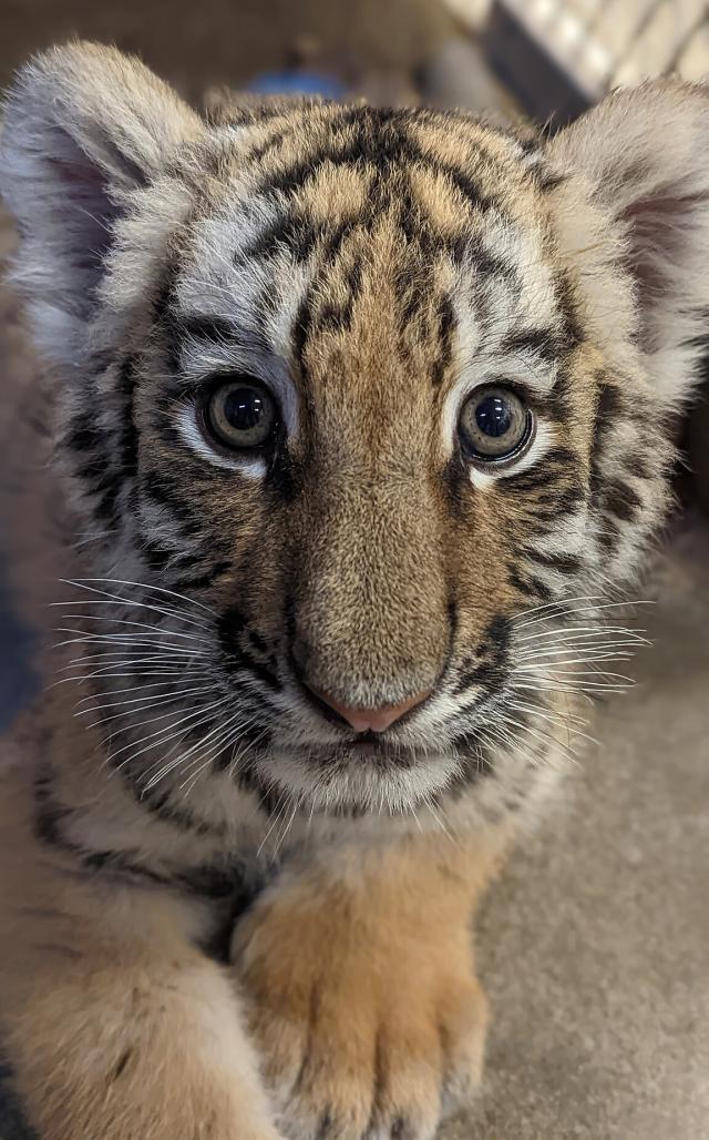 Zoo welcomes 'extremely important' birth of tiger cub triplets