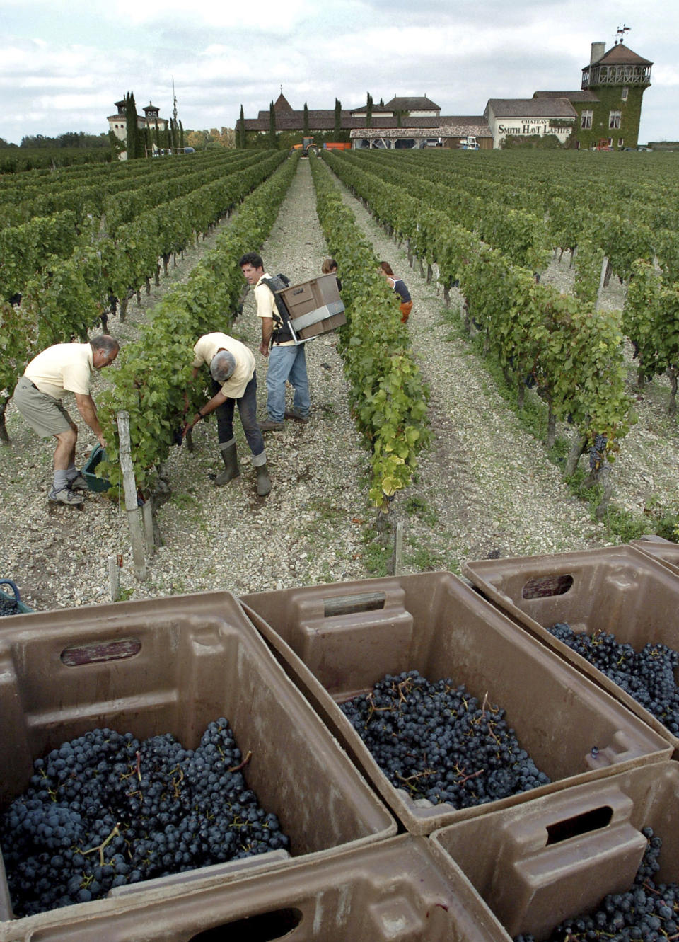 FILE - In this Sept.24, 2004 file photo, grape-pickers harvest grapes at the Chateau Smith Haut Lafitte, near Bordeaux, southwestern France, in the Grand Cru Classe de Graves. Amid a rising tide of concern and protest in France over the use of legal toxins by its massive and powerful farming industry, President Emmanuel Macron's government is planning the enforced creation of small buffer zones to separate sprayed crops from the people who live and work around them.(AP Photo/Christophe Ena, File)