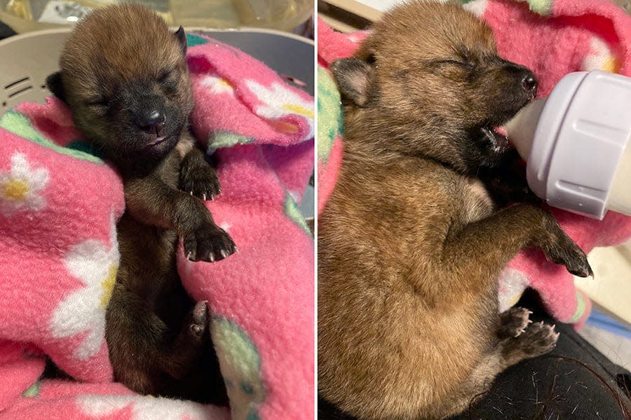 The coyote pup rescued in Smithfield was so young her eyes hadn't opened and she had to be bottle fed.