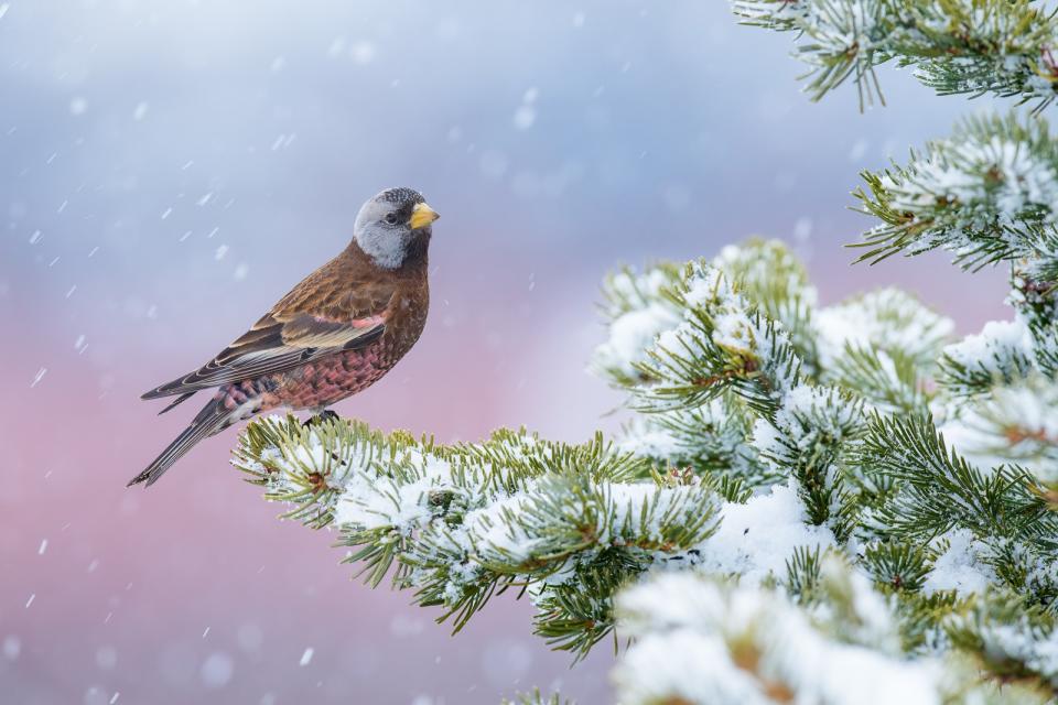 「年度鳥類攝影師」攝影獎「最佳肖像」首獎。©Alan Murphy/ Bird Photographer of the Year