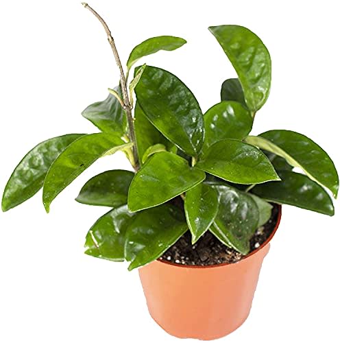 Hoya Carnosa Krinkle Wax - 4'' Pot- Easy to Grow House Plant