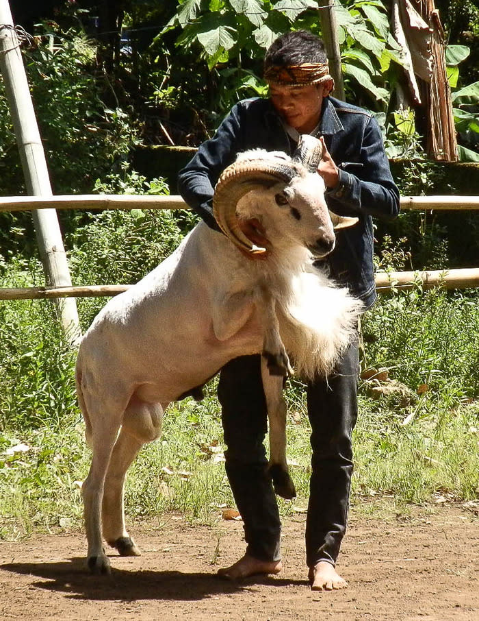 Ram fighting: Adu domba (ram fighting) is common in West Java, especially around Garut and Bandung. (