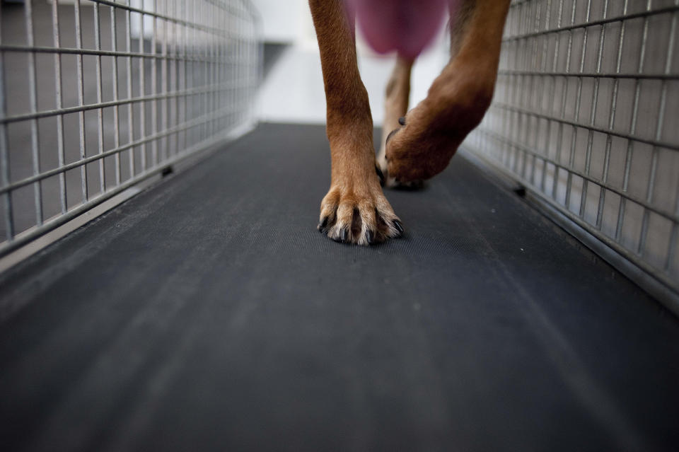 Chryses, a Belgian Malinois, walks the Jog-A-Dog treadmill as part of a demonstration in the enrichment center at LA Dog Works in Los Angeles. The Jog-A-Dog is an industrial model used for professional purposes, unlike the DogPacer, which is meant for home. (AP Photo/Grant Hindsley)