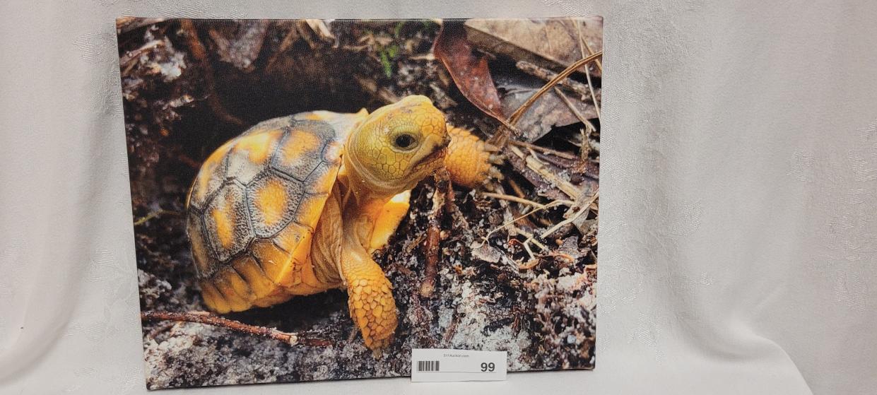 The Environmental Conservancy of North Port is hosting an online auction from Dec. 4 through Dec. 11, to raise money to buy lots that will be purchased for preservation. More than 100 items have been donated, including this image of a gopher tortoise.