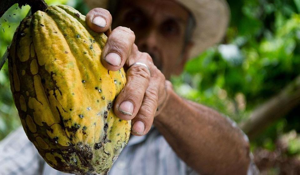 Así es el panorama del sector cacaotero de Colombia en 2024, según Fedecacao. Imagen: Elias Shariff Falla Mardini en Pixabay