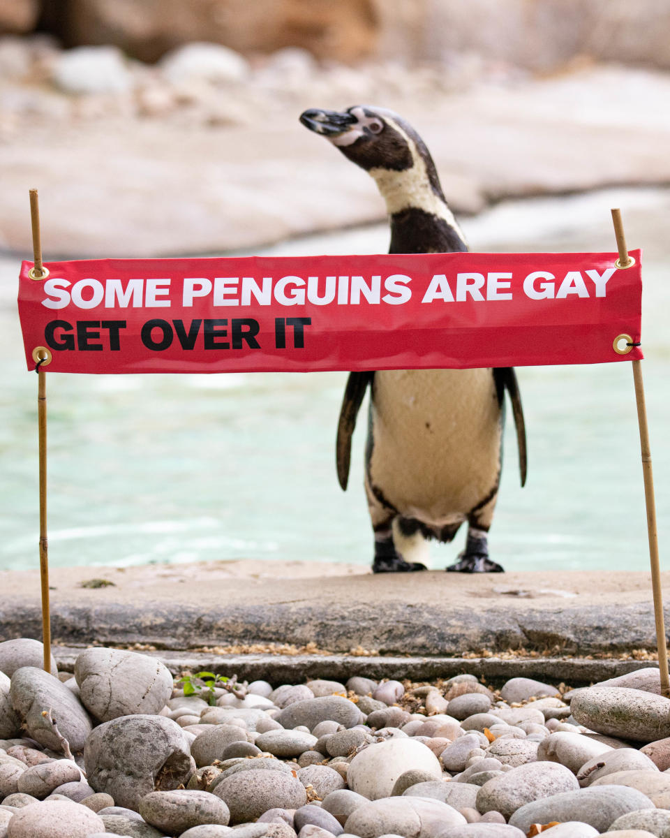 Reggie, the Humboldt penguin poses with the "Some penguins are gay. Get over it," sign for London Pride celebrations. (Credit: Courtesy of Zoological Society of London)