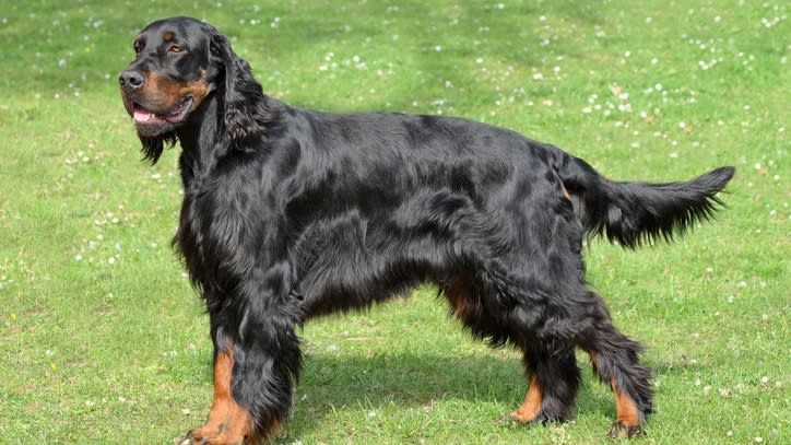 32 big dog breeds that make sensible pets