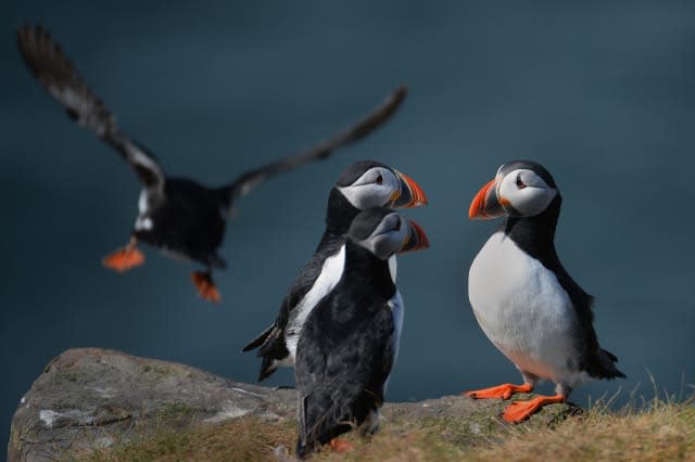 Puffins and turtle doves 'facing extinction'